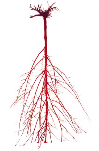 Krzysztof Franaszek, Red